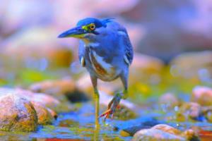 华语辩论世界杯2020冠军,冠军的荣耀与启示华语辩论世界杯2020冠军