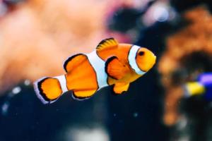 2030年美加墨世界杯,一场跨越世纪的足球盛宴2030年美加墨世界杯